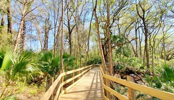 Fanning Springs State Park trail near springs. suwanee river boardwalk trail. Things to do in Fanning Springs State Park. florida travel blog.