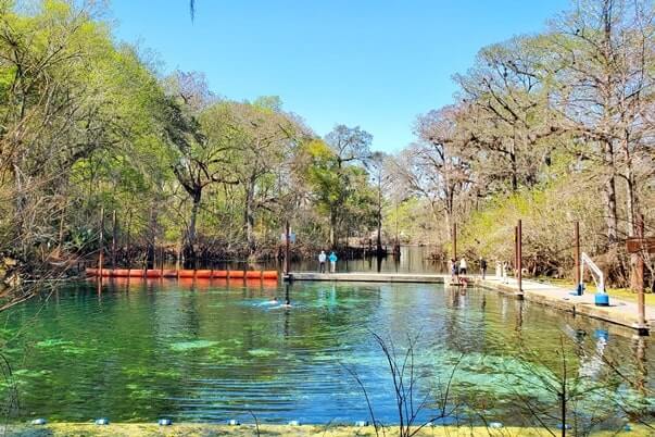 Fanning Springs State Park swimming. Fanning Springs swimming. Things to do in Fanning Springs State Park. florida springs. florida travel blog.