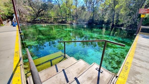 Fanning Springs State Park swimming. Fanning Springs swimming. Things to do in Fanning Springs State Park. florida springs. florida travel blog.