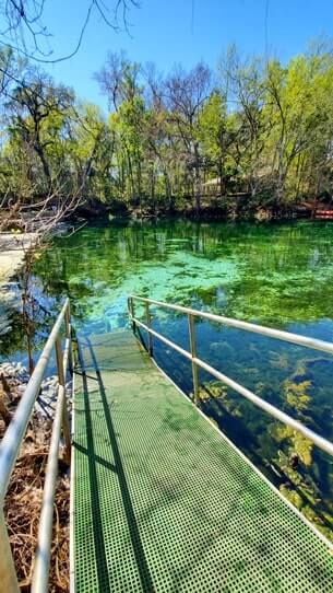 Fanning Springs State Park swimming. Fanning Springs swimming. Things to do in Fanning Springs State Park. florida springs. florida travel blog.