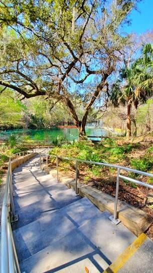 Fanning Springs State Park swimming. Fanning Springs swimming. Things to do in Fanning Springs State Park. florida springs. florida travel blog.