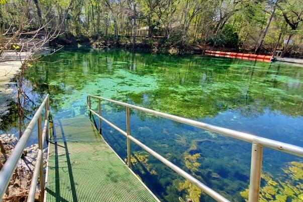Fanning Springs State Park swimming area. florida travel blog.