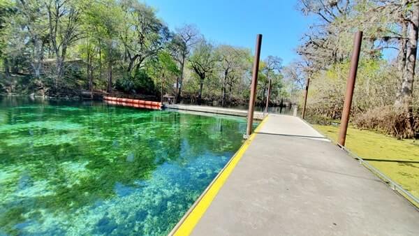 Fanning Springs State Park swimming area. florida travel blog.