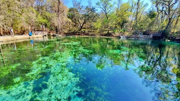 Fanning Springs State Park swimming area. florida travel blog.