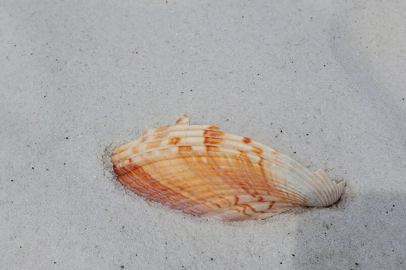 shelling at opal beach. shelling in gulf islands national seashore. beachcombing florida panhandle beaches gulf coast. florida travel blog