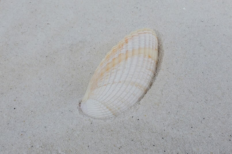 shelling at opal beach. shelling in gulf islands national seashore. beachcombing florida panhandle beaches gulf coast. florida travel blog