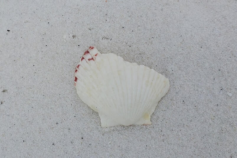 shelling at opal beach. shelling in gulf islands national seashore. beachcombing florida panhandle beaches gulf coast. florida travel blog