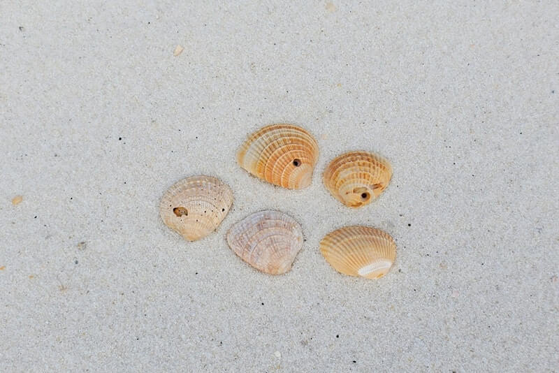 perdido key state park beach shells. perdido key shelling, beachcombing. florida travel blog