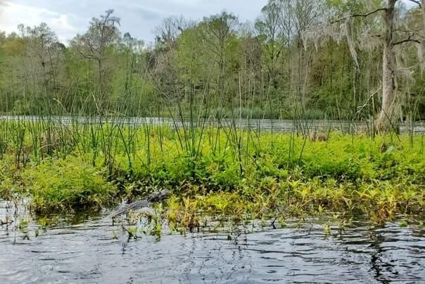 Tallahassee to Disney World drive: Stop to do wakulla springs state park boat tour. where to see alligators between tallahassee and Disney World. florida road trip travel blog