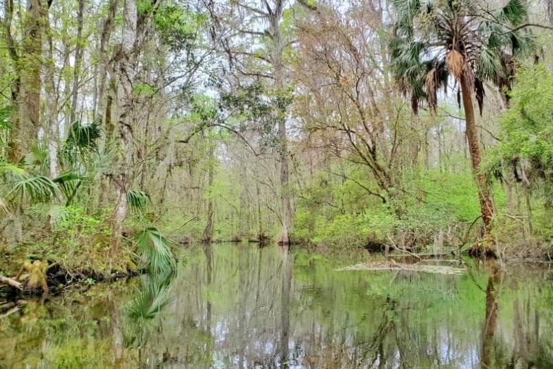 Tallahassee to Disney World drive: Stop to do wakulla springs state park boat tour. where to see alligators between tallahassee and Disney World. florida road trip travel blog