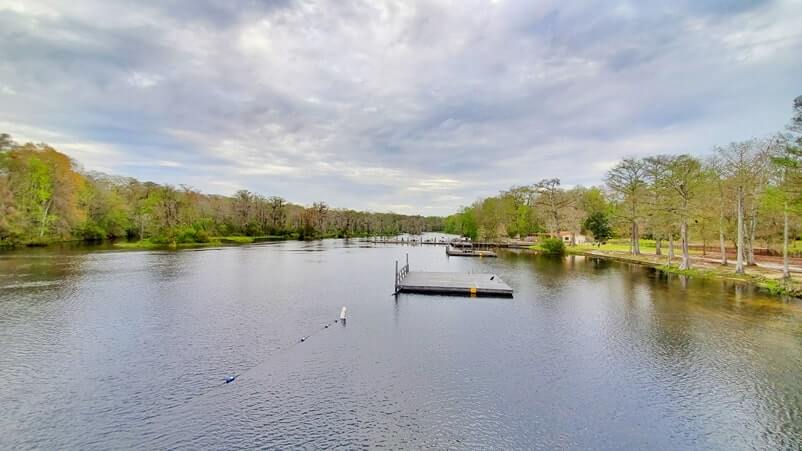 wakulla springs alligators: are there alligators in wakulla springs state park swimming area? florida travel blog