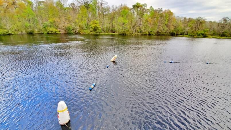 wakulla springs alligators: are there alligators in wakulla springs state park swimming area? florida travel blog