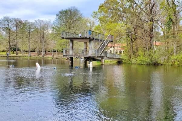 wakulla springs alligators: are there alligators in wakulla springs state park swimming area? florida travel blog