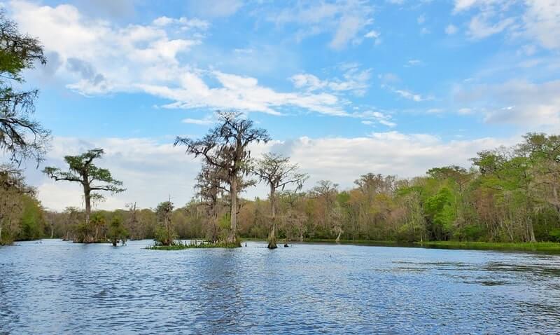 are there alligators in wakulla springs state park? wakulla river boat tour to see alligators near tallahassee FL. wakulla river alligators. florida travel blog