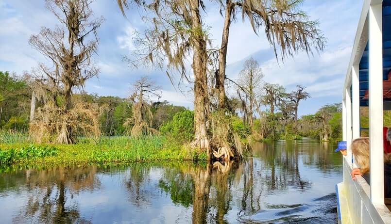 are there alligators in wakulla springs state park? wakulla river boat tour to see alligators near tallahassee FL. wakulla river alligators. florida travel blog