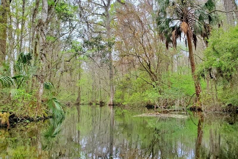 are there alligators in wakulla springs state park? wakulla river boat tour to see alligators near tallahassee FL. wakulla river alligators. florida travel blog