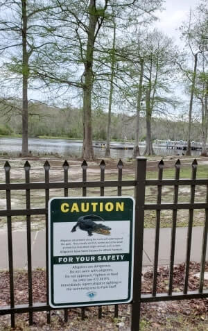 wakulla springs alligators: are there alligators in wakulla springs state park? florida travel blog