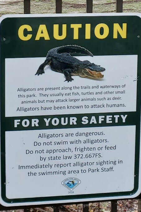 wakulla springs alligators: are there alligators in wakulla springs state park? florida travel blog