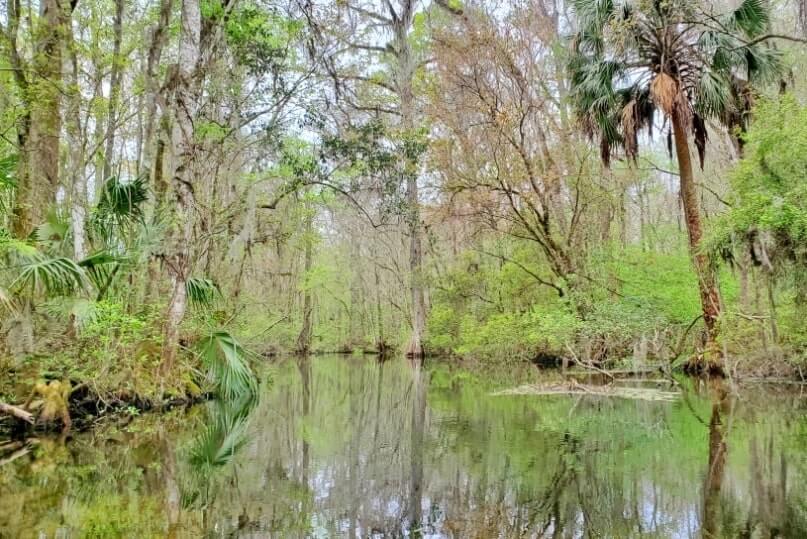 Destin to Disney World drive: Stop to do wakulla springs state park boat tour. where to see alligators between destin and disney world. florida road trip travel blog