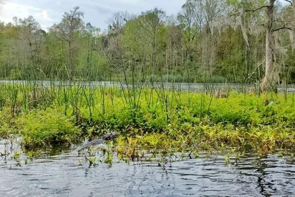 Destin to Disney World drive: Stop to do wakulla springs state park boat tour. where to see alligators between destin and disney world. florida road trip travel blog