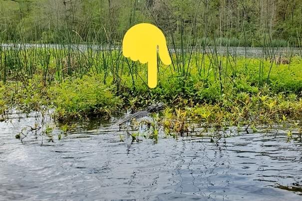 Destin to Disney World drive: Stop to do wakulla springs state park boat tour. where to see alligators between destin and disney world. florida road trip travel blog