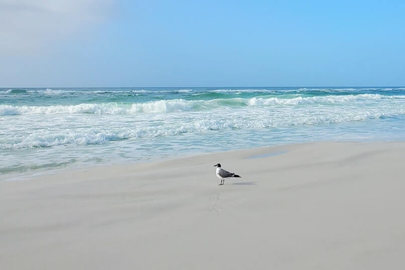 henderson beach state park swimming beach. florida travel blog