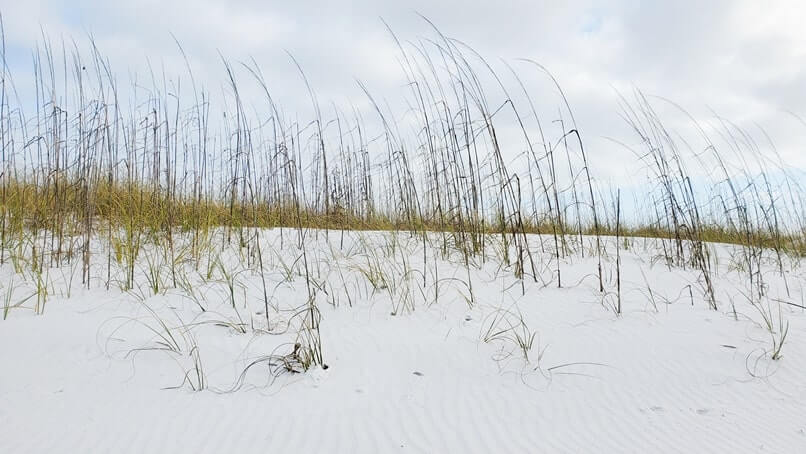 henderson beach state park dunes. sand dunes in destin. florida travel blog