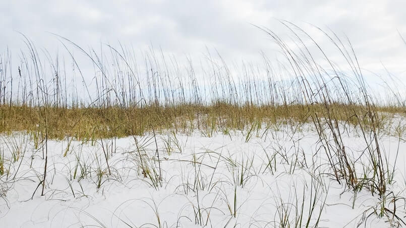 henderson beach state park dunes. sand dunes in destin. florida travel blog