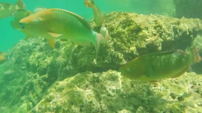 florida keys parrotfish. Bahia Honda State Park shore snorkeling spot. Calusa Beach snorkeling. Florida Keys shore snorkeling. Lower Keys. Florida Keys travel blog