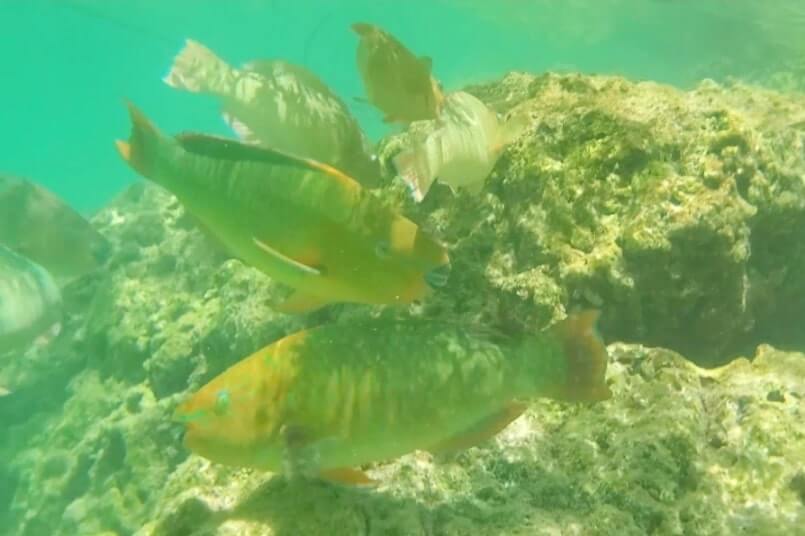 florida keys parrotfish. Bahia Honda State Park shore snorkeling spot. Calusa Beach snorkeling. Florida Keys shore snorkeling. Lower Keys. Florida Keys travel blog
