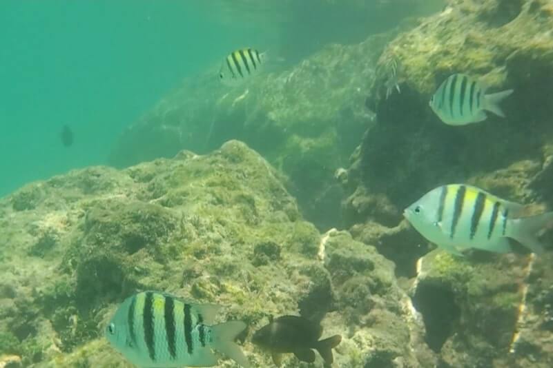 Bahia Honda State Park shore snorkeling spot. Calusa Beach snorkeling. Florida Keys shore snorkeling. Lower Keys. Florida Keys travel blog