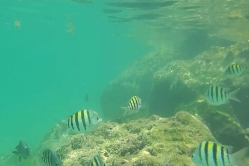 Bahia Honda State Park shore snorkeling spot. Calusa Beach snorkeling. Florida Keys shore snorkeling. Lower Keys. Florida Keys travel blog