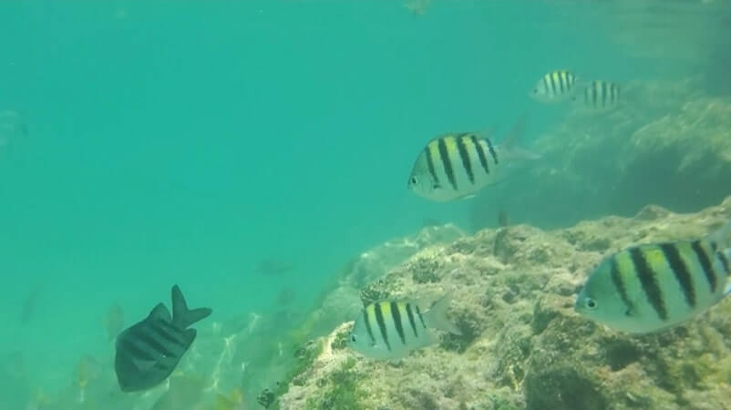 Bahia Honda State Park shore snorkeling spot. Calusa Beach snorkeling. Florida Keys shore snorkeling. Lower Keys. Florida Keys travel blog