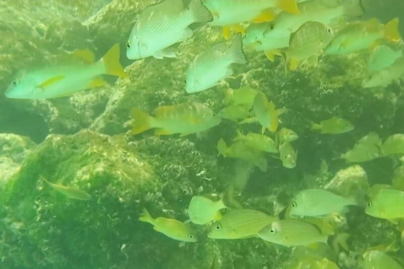 Bahia Honda State Park shore snorkeling spot. Calusa Beach snorkeling. Florida Keys shore snorkeling. Lower Keys. Florida Keys travel blog