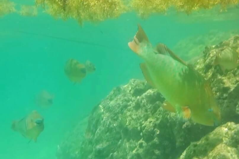 florida keys parrotfish. Bahia Honda State Park shore snorkeling spot. Calusa Beach snorkeling. Florida Keys shore snorkeling. Lower Keys. Florida Keys travel blog