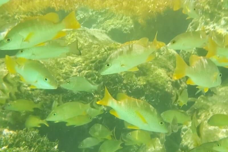 Bahia Honda State Park snorkeling from shore: Calusa Beach snorkeling. Best Florida Keys snorkeling from shore. lower keys snorkeling. florida travel blog