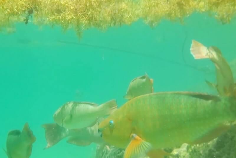 Bahia Honda State Park snorkeling from shore: Calusa Beach snorkeling. Best Florida Keys snorkeling from shore. lower keys snorkeling. florida travel blog