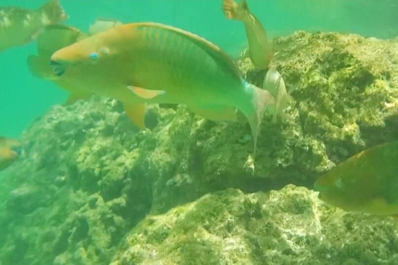 Bahia Honda State Park snorkeling from shore: Calusa Beach snorkeling. Best Florida Keys snorkeling from shore. lower keys snorkeling. florida travel blog