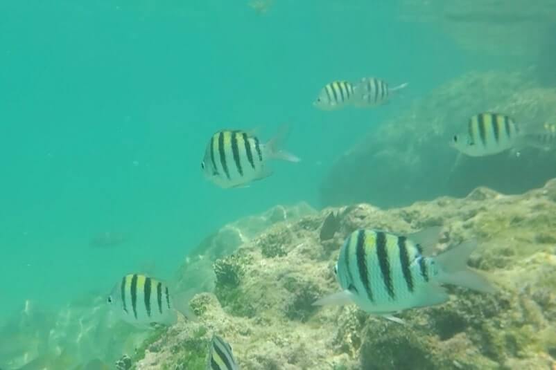 Bahia Honda State Park snorkeling from shore: Calusa Beach snorkeling. Best Florida Keys snorkeling from shore. lower keys snorkeling. florida travel blog