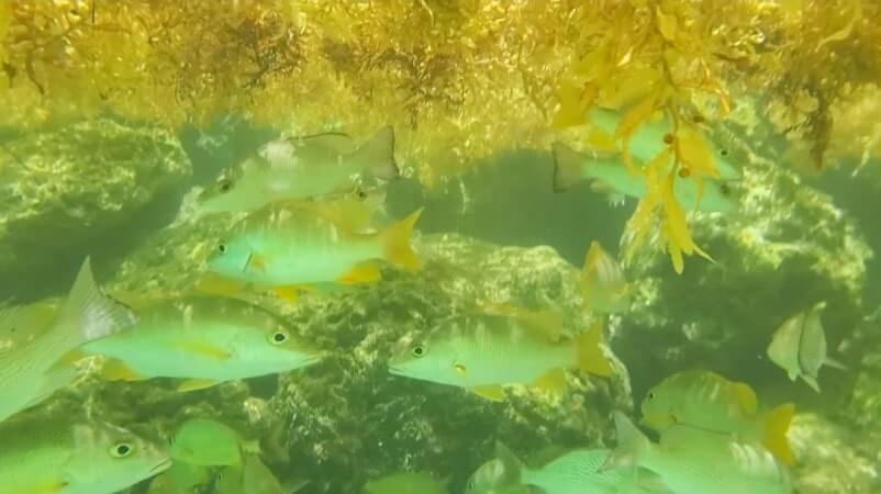 calusa beach snorkeling bahia honda state park seaweed. florida keys seaweed. florida travel blog