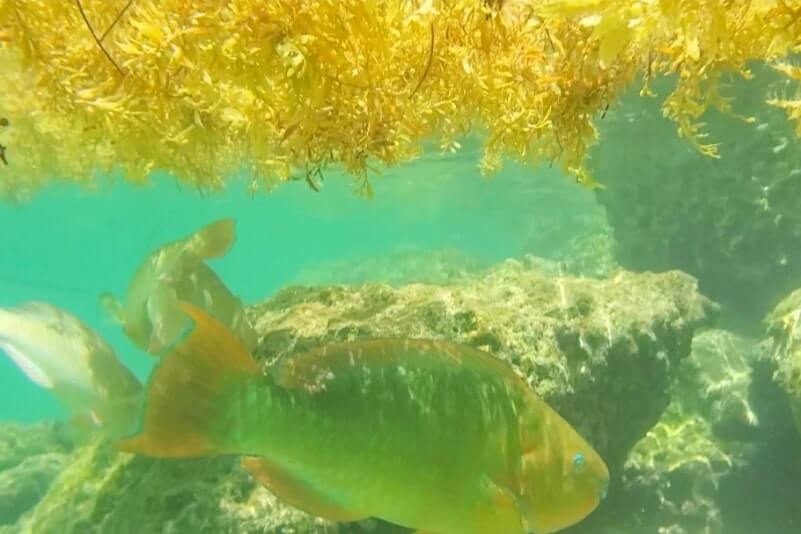Bahia Honda State Park snorkeling from shore: Calusa Beach snorkeling. Best Florida Keys snorkeling from shore. lower keys snorkeling. florida travel blog