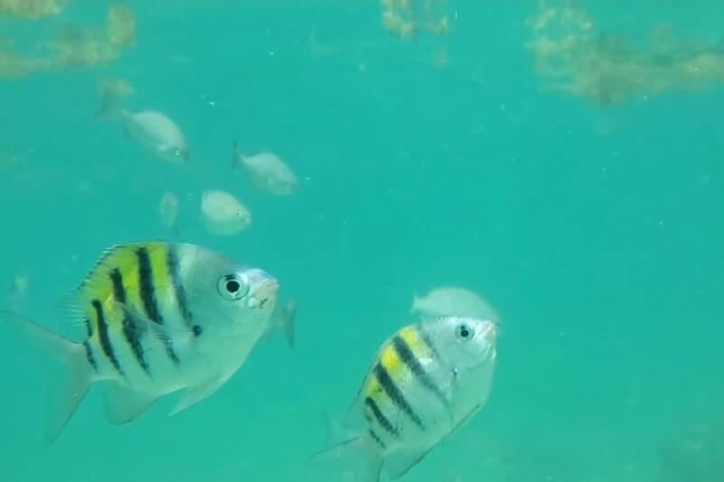 Bahia Honda State Park snorkeling from shore: Calusa Beach snorkeling. Best Florida Keys snorkeling from shore. lower keys snorkeling. florida travel blog