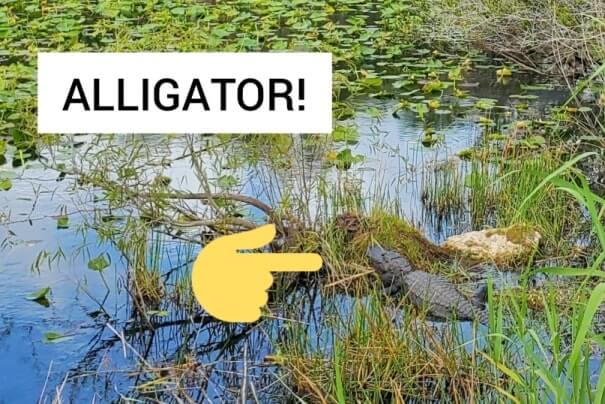 Everglades National Park alligators: alligators in the everglades on anhinga trail. where to see alligators in florida. florida travel blog.