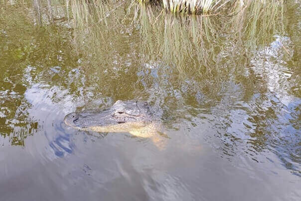 Everglades National Park alligators: alligators in the everglades on everglades airboat ride. where to see alligators in florida. florida travel blog.