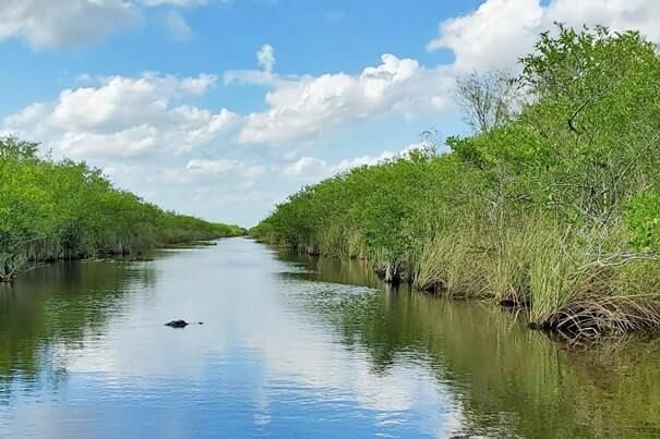 Everglades National Park alligators: alligators in the everglades on everglades airboat ride. where to see alligators in florida. florida travel blog.