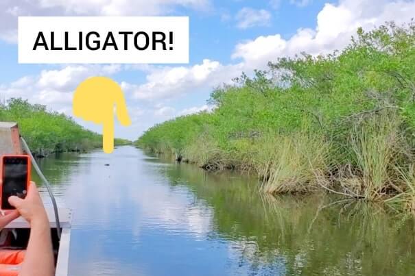 Everglades National Park alligators: alligators in the everglades on everglades airboat ride. where to see alligators in florida. florida travel blog.