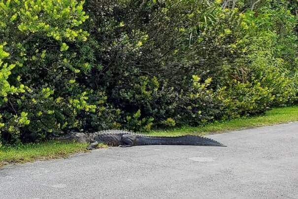 Everglades National Park alligators: alligators in the everglades in shark valley. where to see alligators in florida. florida travel blog.