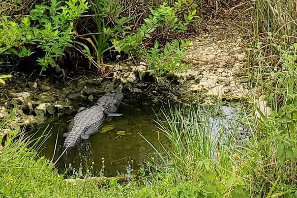Everglades National Park alligators: alligators in the everglades in shark valley. where to see alligators in florida. florida travel blog.