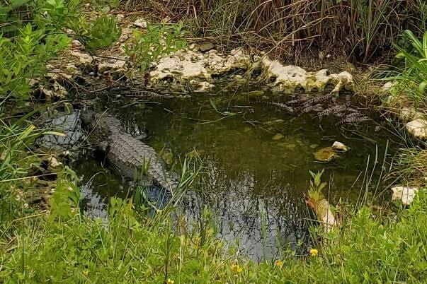 Everglades National Park alligators: alligators in the everglades in shark valley. where to see alligators in florida. florida travel blog.