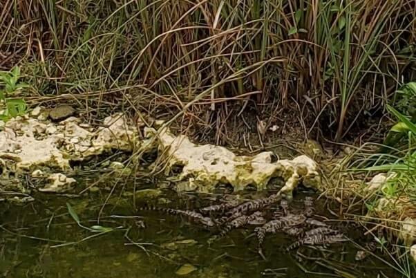 Everglades National Park alligators: baby alligators in the everglades in shark valley. where to see alligators in florida. florida travel blog.